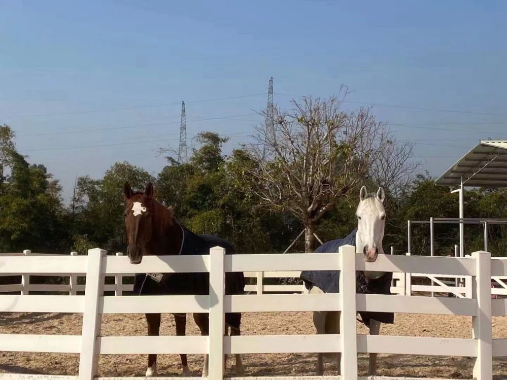 Horse Fence